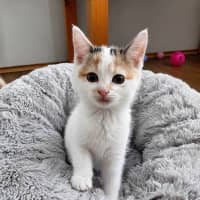 Photo of Ivy
