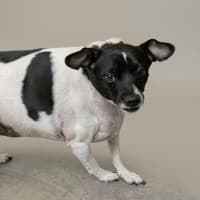 Photo of Buddy
