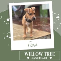 Photo of Finn