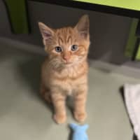 Photo of Mr. Snuggles