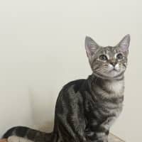 Photo of Bubbles   Now At Pet Quarters Broadmeadow