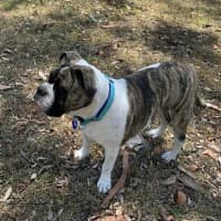 Photo of Lexi   6 Month Old Australian Bulldog