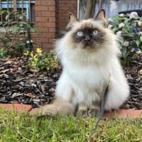 Photo of Cookie 🍪