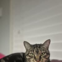 Photo of Astro   Assisted Rehoming