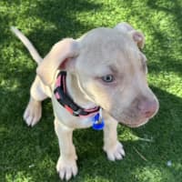 Photo of Squishy   11 Week Old Staffy X