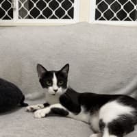 Photo of Apollo