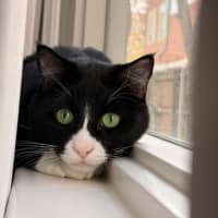 Photo of Parsnip
