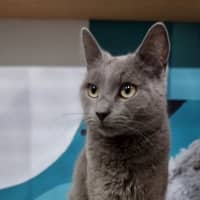 Photo of Bluebell