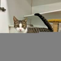 Photo of Willow
