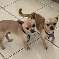 Photo of Coco & Cashew   4 & 2 Year Old Chihuahuas