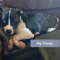 Photo of Pip Trendy