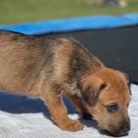 Photo of Buck