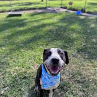 Photo of Freckles *$350 Adoption Fee* 