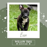 Photo of Ben