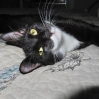 Photo of Mercury K33