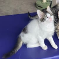 Photo of Charlie   Reduced Adoption Fee