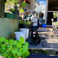 Photo of Bo   3 Month Old Kelpie X Wolfhound