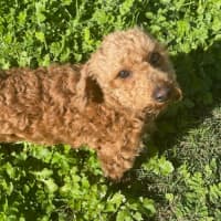 Photo of Coco