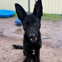 Photo of Anubis
