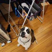 Photo of Lollie
