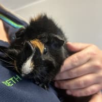 Photo of Chives