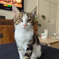 Photo of Ross Golden