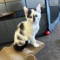 Photo of Skittles And Parkway 😸