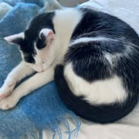 Photo of Little Guy   In Foster In Care In Brunswick East