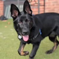 Photo of Bramble