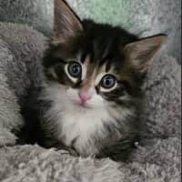 Photo of Kit Kat