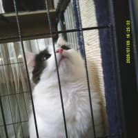 Photo of Munchkin Barclay