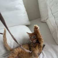 Photo of Wallaby & Wombat