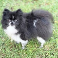 Photo of Izzy 