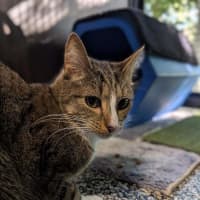 Photo of Soxy