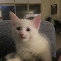 Photo of Sora