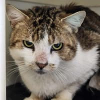 Photo of 🍏 Boomer 6440 🍏