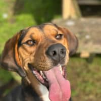 Photo of Boxer