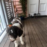 Photo of Rupert