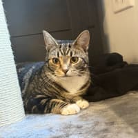 Photo of Sphinx