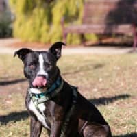 Photo of Hank Peggotty