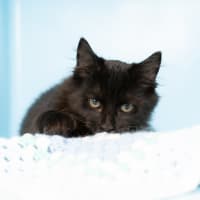 Photo of Albert Einstein