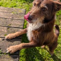 Photo of Paddy