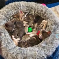 Photo of Cinna ** 2nd Chance Cat Rescue**