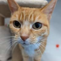 Photo of Goldie