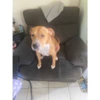 Photo of Sage *$350 Adoption Fee*