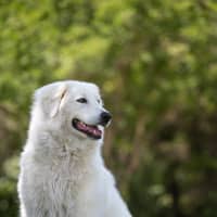 Photo of Luna