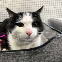 Photo of Styles * 9 Lives Project Rescue*