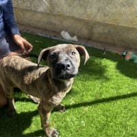 Photo of Nancy (Nala)