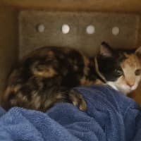 Photo of Callie