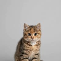 Photo of Honey